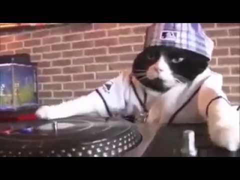 Dj istanbul Kedi version