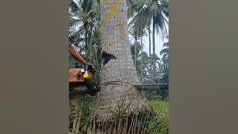 cut down a big coconut tree using skill#cuttingdowntrees#lumberjack#shortvideo
