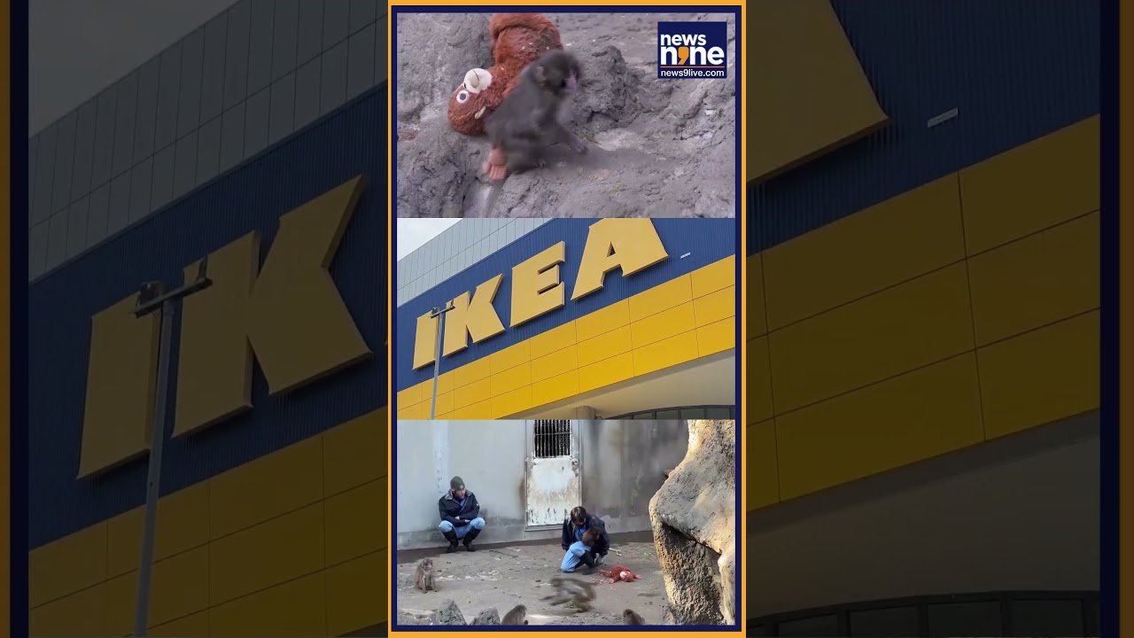 Punch Is Happy Now | IKEA sells out viral orangutan plushie favoured by abandoned monkey