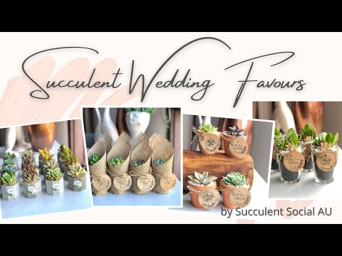 Succulent Wedding Favours / Gifts/ Bombonieres/ Giveaways