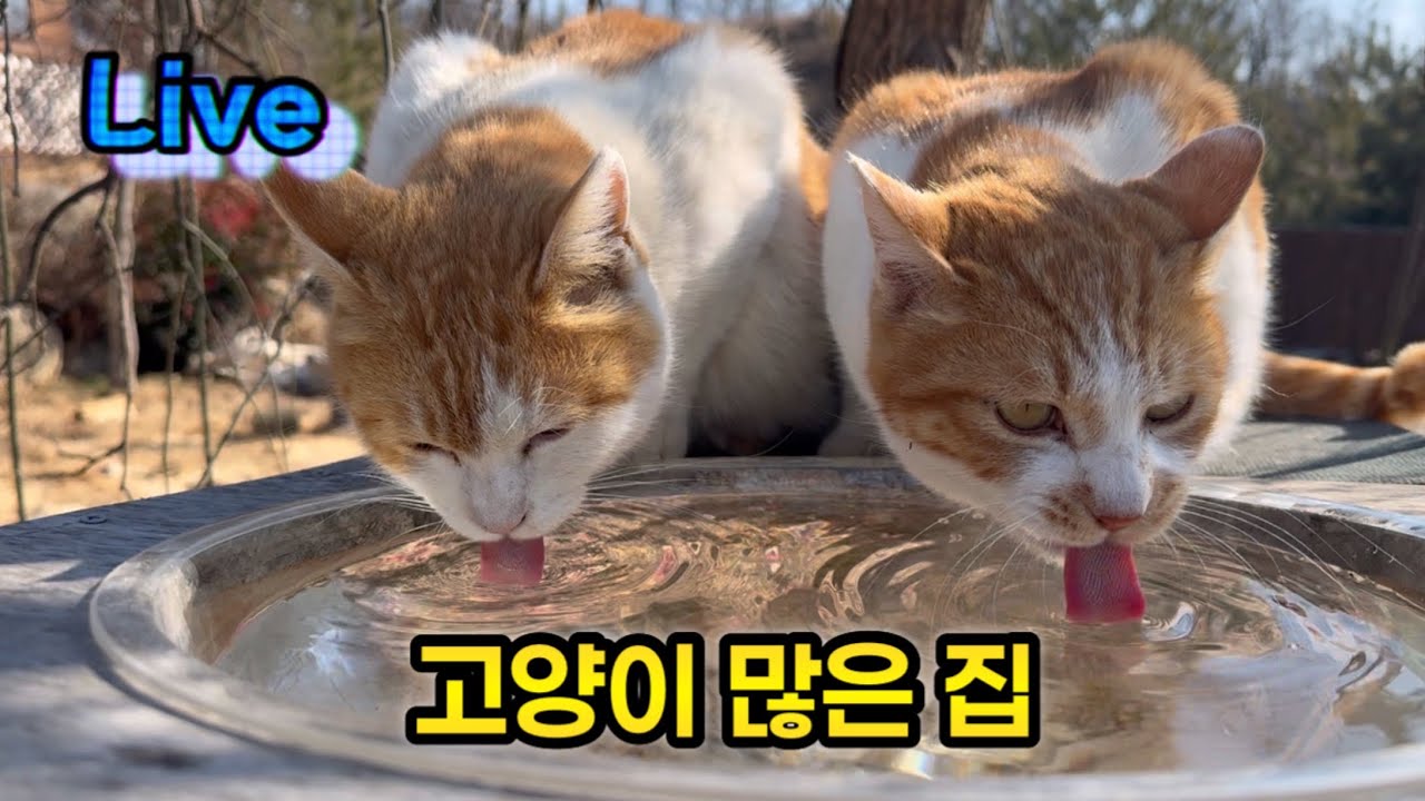 갑자기 고양이들이 몰려들었다