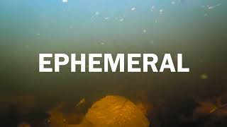 Michigan Nature Presents: Ephemeral