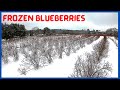 How will the (COLD) affect my blueberries