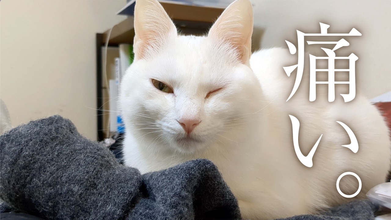 〝目を怪我した愛猫〟を病院に連れて行ったら大騒ぎになった。