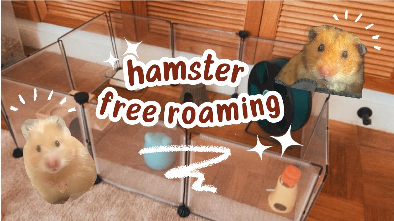 Watch My Hamster Free-roaming! | Hamsters & Me