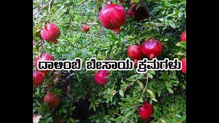 Pomegranate Cultivation.'ದಾಳಿಂಬೆ ಬೇಸಾಯ ಕ್ರಮಗಳು '. 2832018