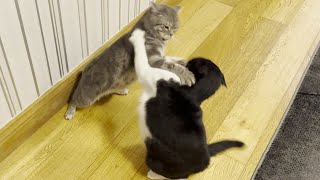 Cat Fight by Tom & Mimi 981 views 1 day ago 1 minute, 14 seconds