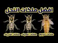 افضل ملكات النحل ملكات الربيع الصيف او الخريف ولماذا الدكتور عبدالرحمن باخمسه