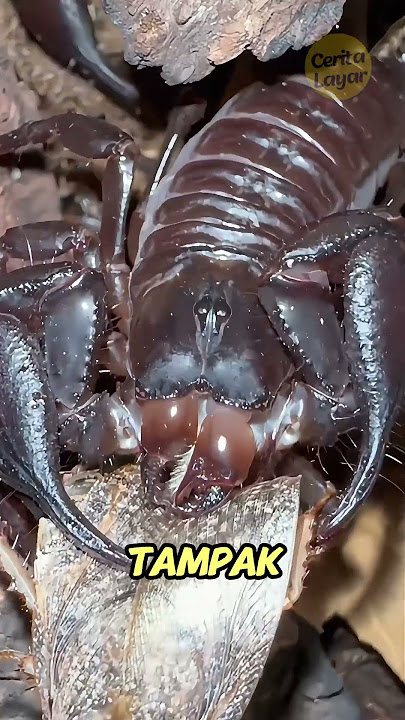 Scorpion Breeder!