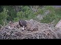 ~ Średniak dominuje - Maluch gnębiony i opuszczony ~ Rybołowy -  Savannah Ospreys