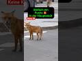 Fuchs 🦊 in der Stadt 🙈 / #berlin #london #hamburg #shorts #short #shortsvideo #shortsfeed #fypシ