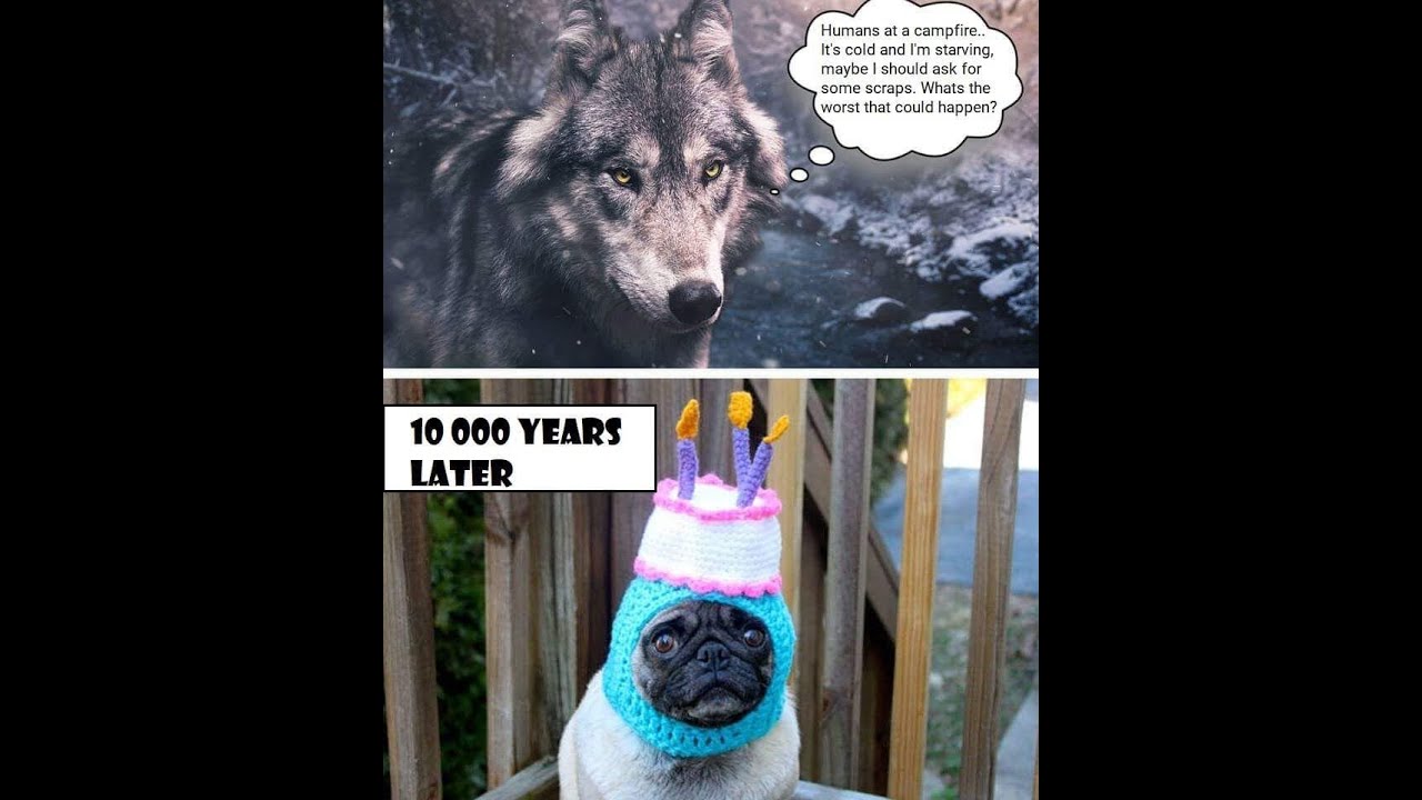 The Domestication of Dogs - YouTube