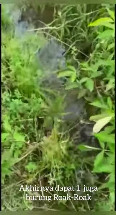 Pikat Burung Roak-Roak, Bersama Bang Aji