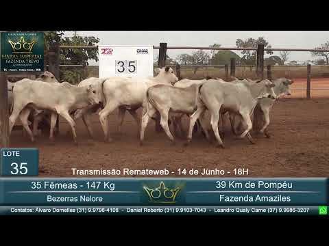 Lote 35 - Leilão Gado de Corte Haras Imperial & Convidados