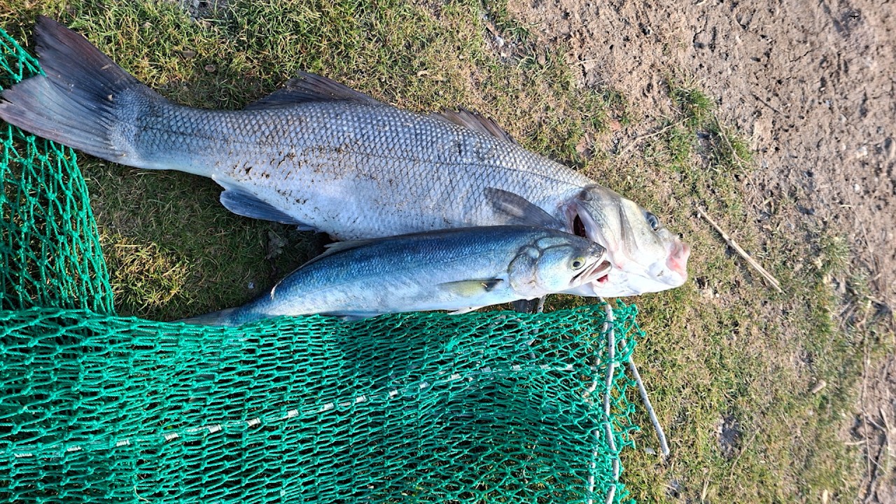 Sahilde Levrek ve Lüfer Avı |