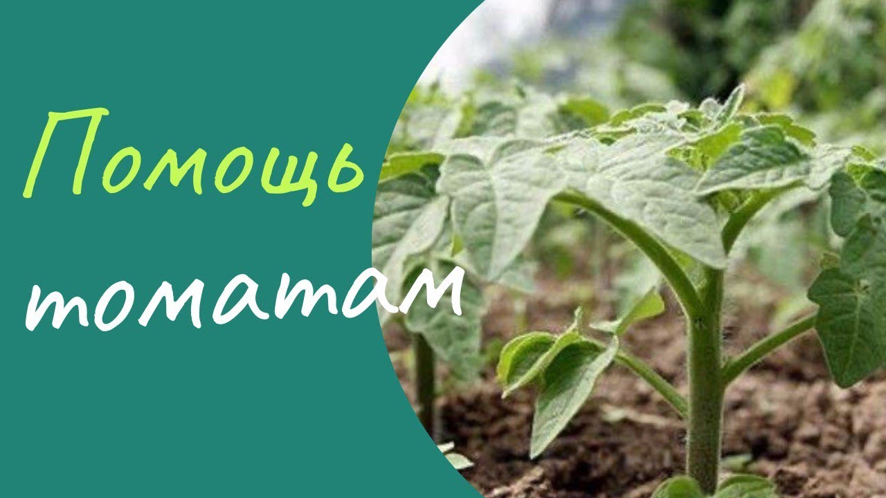 Что нужно сделать, чтобы томаты не сбрасывали завязь? - YouTube