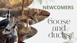 Slow Living on Our Organic Farm | Adding Ducks & Geese