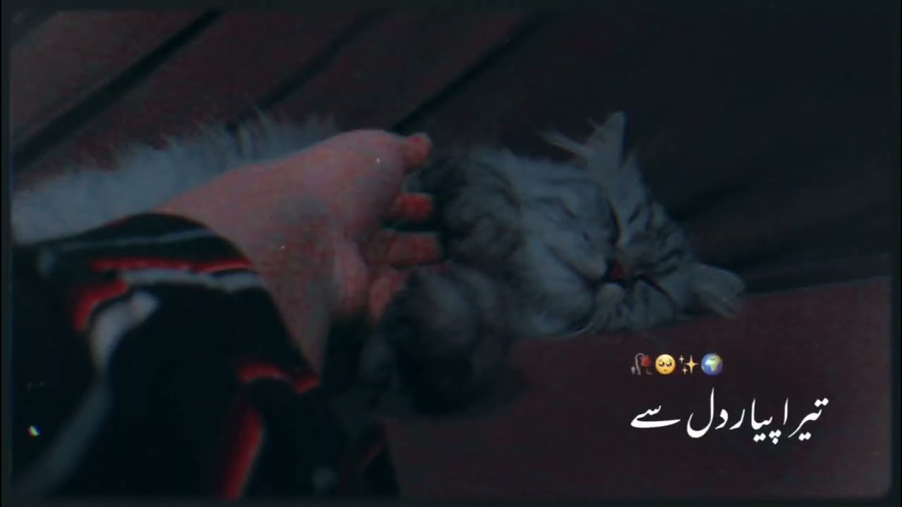 My Innocent 🥹cat😻😘|#cats #catslovers
