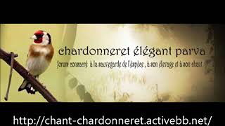 Chant chardonneret algerien 2020