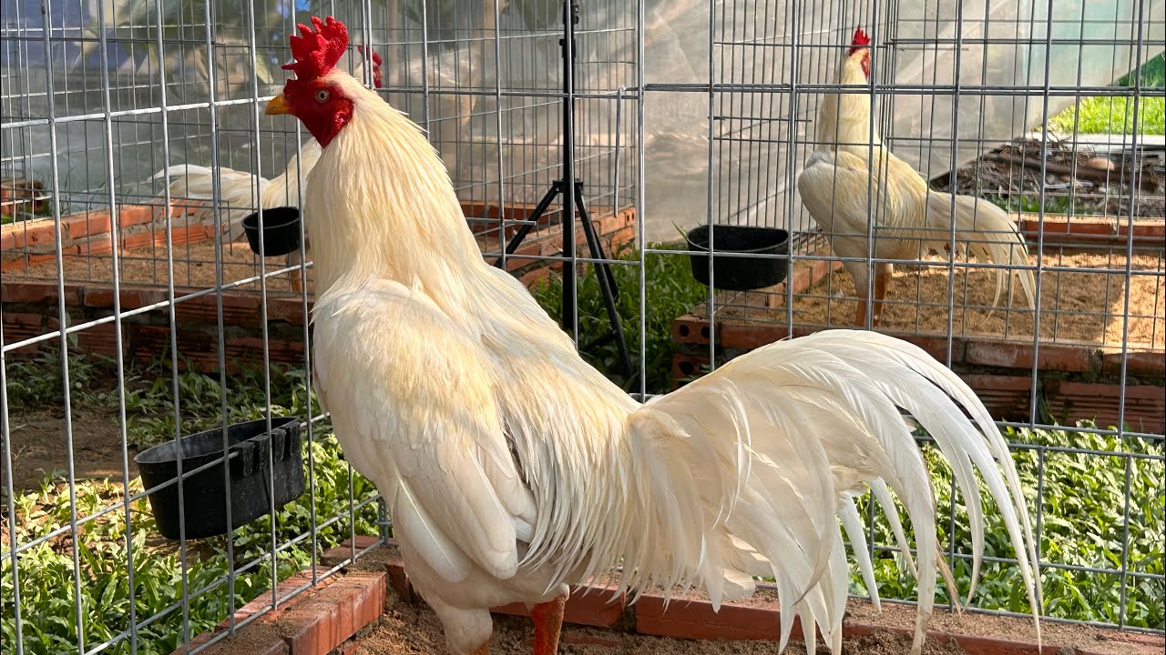 3/2 Giao Lưu Tết Nha Ae. 096.496.696