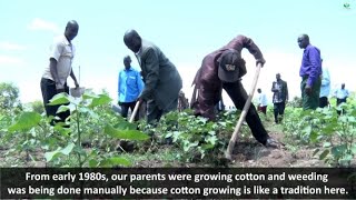 Bt Cotton Weeding Best Practices by AfriCenter 36 views 1 year ago 3 minutes, 13 seconds