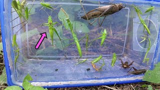 Extraordinary!! Praying mantis, leaf locusts and natural crickets