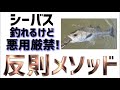 【シーバス】反則的な釣り方なのでマナーを守れる人だけ見て下さい