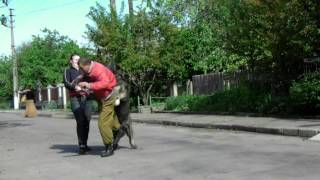 Caucasian Shepherd Tor Gromoverzhets - attack offender