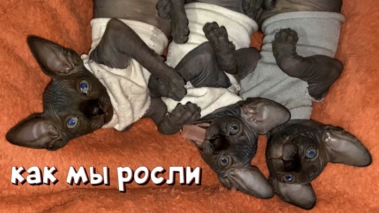 КАК МЫ РОСЛИ
