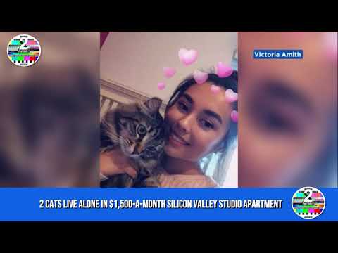 Video: Umuupa Ang Tao Ng $ 1,500 Apartment Sa Silicon Valley Para Sa Kanyang Mga Pusa