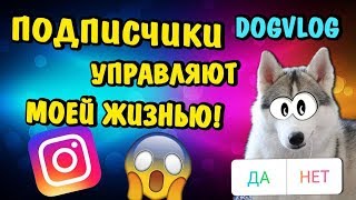 ПОДПИСЧИКИ УПРАВЛЯЮТ МОЕЙ ЖИЗНЬЮ! Говорящая собака ПОДПИСЧИКИ УПРАВЛЯЮТ МОЕЙ ЖИЗНЬЮ! Говорящая собака