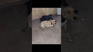 Dog Fusion technique! GO DOG DANCE 🐶💃🔥