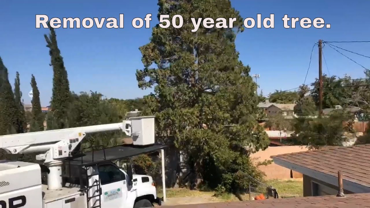 Tree Removal Time-lapse - YouTube