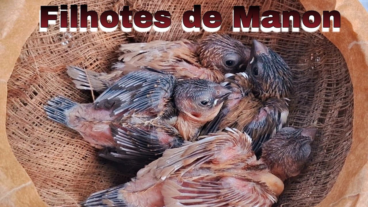 Criação de Manon com 4 Filhotes com 10 dias de vida 🐦