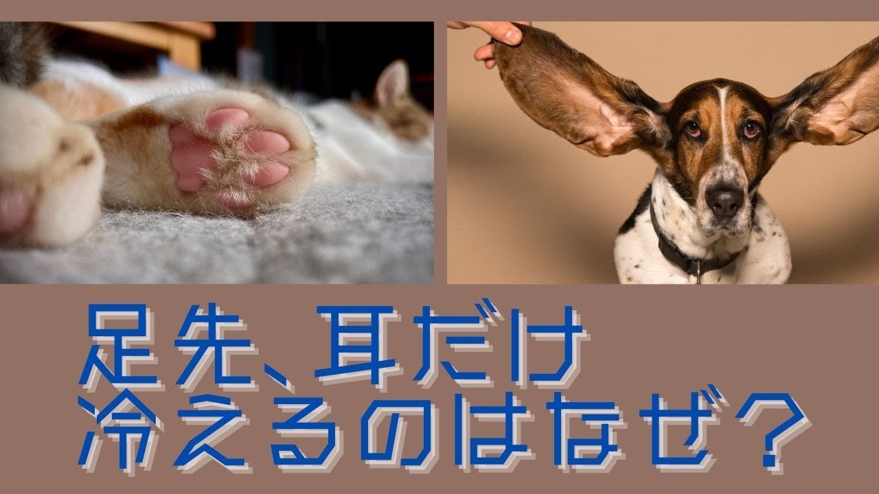 足先･耳だけ冷えるのはなぜ？