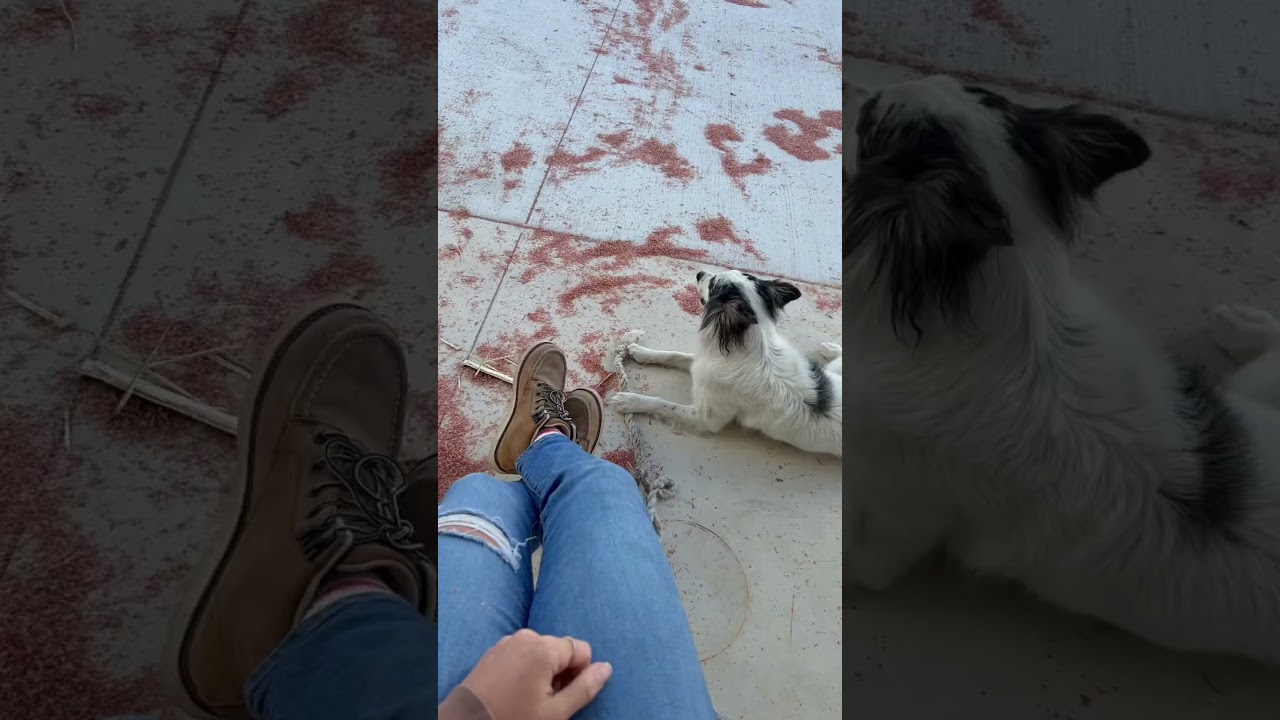 Еще один день сбора урожая в качестве 