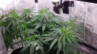 NeW Veg RuN.     420^HY^GROWERZ^