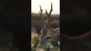 Открытие охоты на косулю: главное для охотников #shorts #беларусь #охота