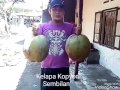 Kelapa Kopyor 9 (tipe dalam)