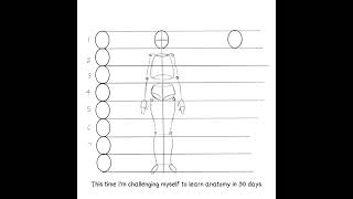 learning to draw Anatomy Day 1