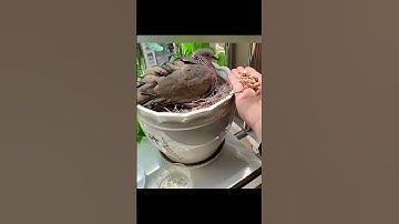 The turtledove built a nest next to the little sister