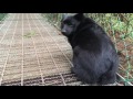 Brave Schipperke dog crosses a suspension bridge の動画、YouTube動画。