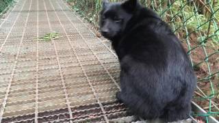 Brave Schipperke dog crosses a suspension bridge