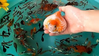 Guppy Ryukin Telescope Pleco Carp Fish Molly Ranchu PingPong Pearl Scale Goldfish Cute Animals Video