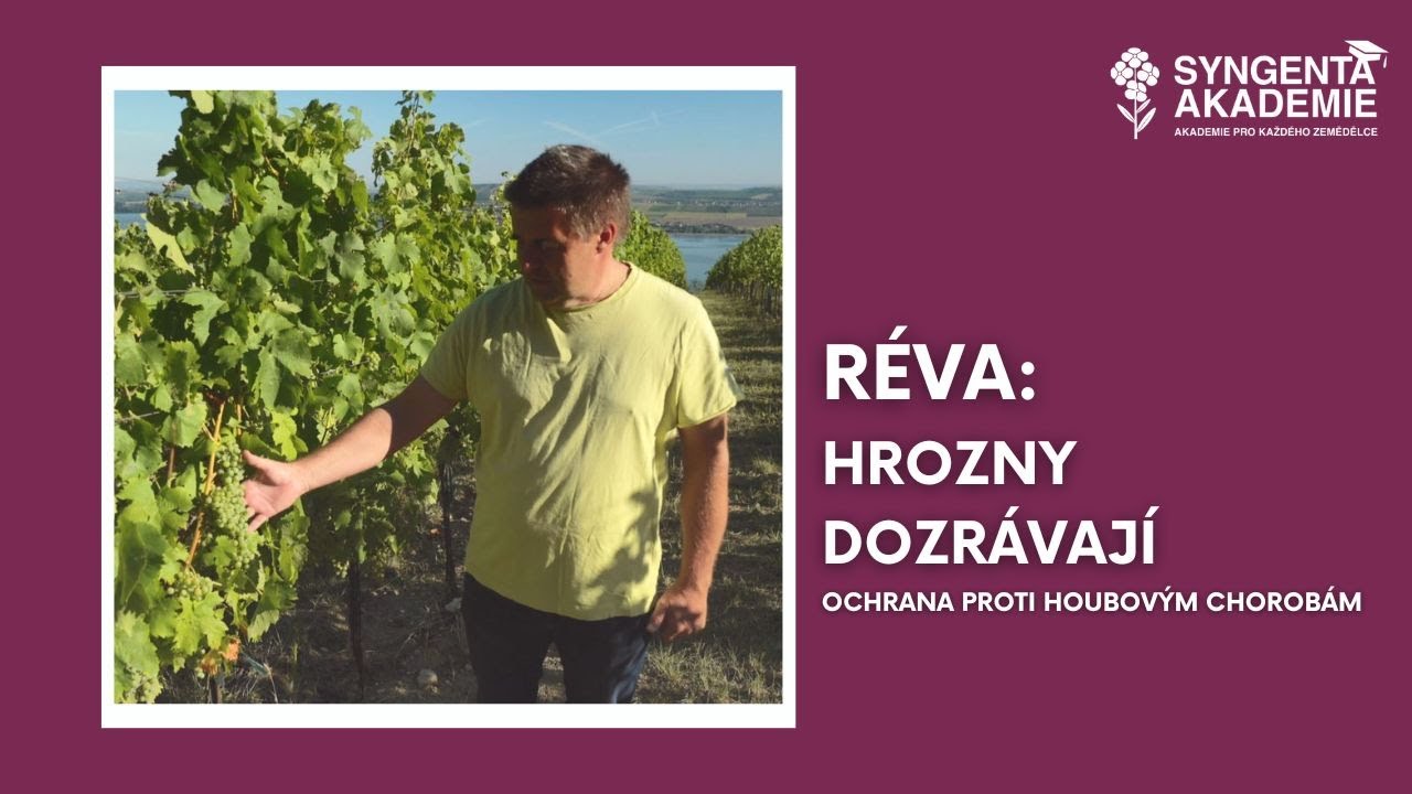 Akademie Syngenta réva 7.díl - Hrozny dozrávají | Syngenta Česká republika