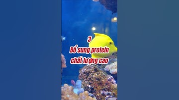 6 Lợi Ích Tuyệt Vời Khi Ăn Cá Mỗi Ngày #dinhduong #songkhoe #nguyenthethanh