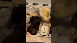 Little chicks! #babychicks just hatched #bantam barnyard chickens sooo cute!