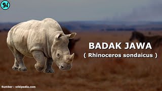 Mengenal Badak Jawa || Badak Jawa Terancam Punah || Populasi Badak Jawa Tinggal 35 Ekor  Saja