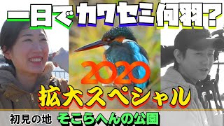 【野鳥撮影】一日でカワセミ何羽見付けられるか？拡大スペシャル！