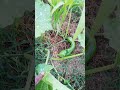 How to grow pumpkins in the forest garden. 2023 July 28